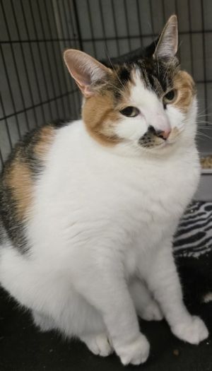 Cali, Adult Female unknown