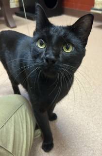 Gato