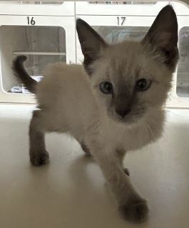 Freddie Purrcury