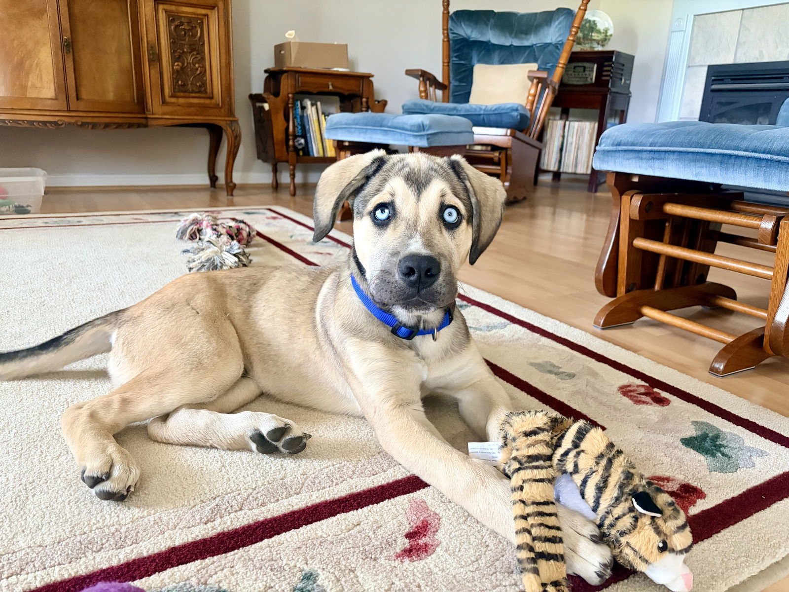 Mack Daddy (Blue Collar), an adoptable Boerboel, American Bulldog in Chambersburg, PA, 17202 | Photo Image 1