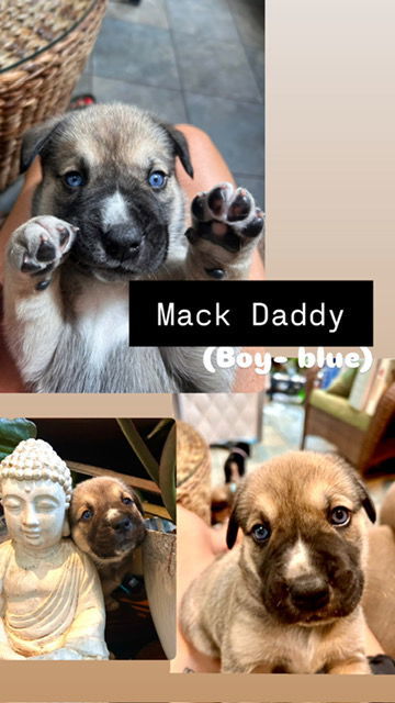 Mack Daddy (Blue Collar), an adoptable Boerboel, American Bulldog in Chambersburg, PA, 17202 | Photo Image 2