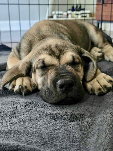 Pawterbilt (Green Collar), an adoptable Boerboel, American Bulldog in Chambersburg, PA, 17202 | Photo Image 1