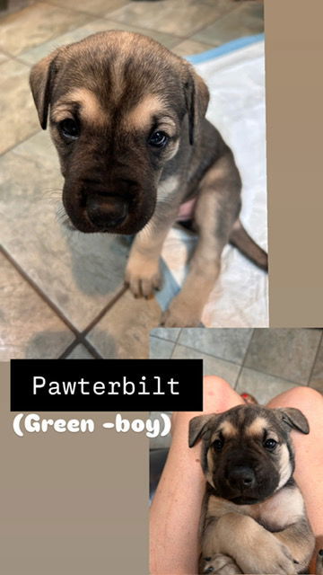 Pawterbilt (Green Collar), an adoptable Boerboel, American Bulldog in Chambersburg, PA, 17202 | Photo Image 2