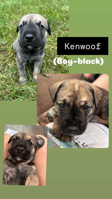 Kenwoof (Black Collar), an adoptable Boerboel, American Bulldog in Chambersburg, PA, 17202 | Photo Image 1