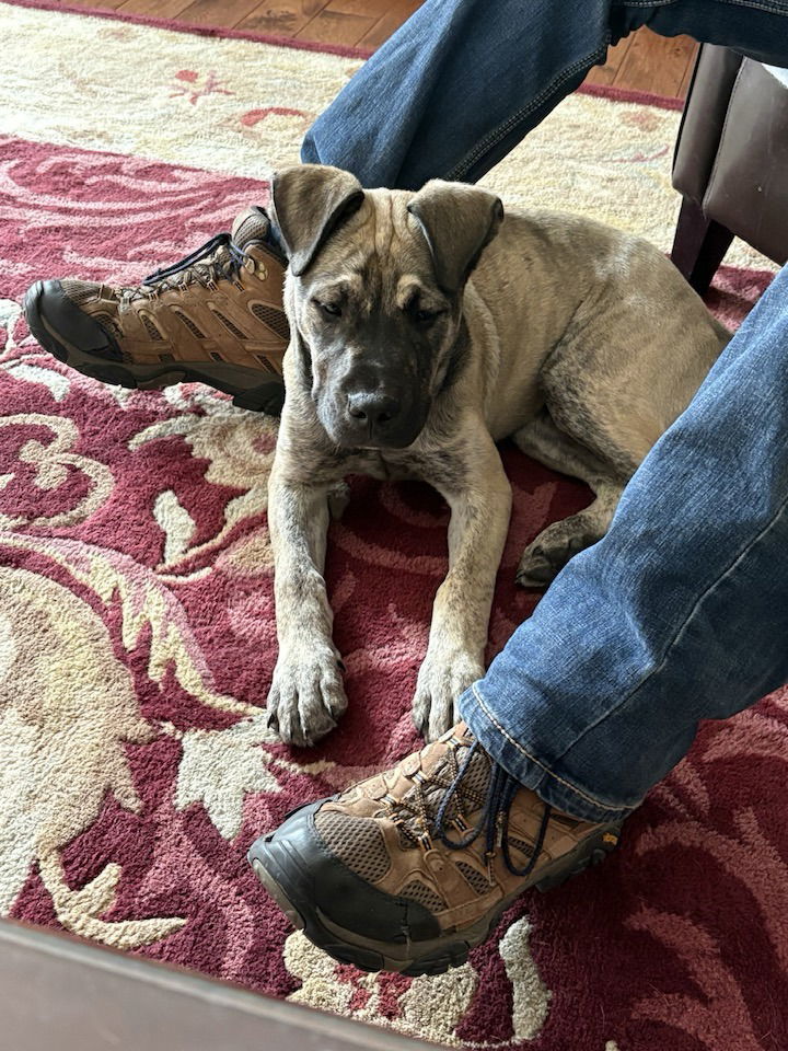 Kenwoof (Black Collar), an adoptable Boerboel, American Bulldog in Chambersburg, PA, 17202 | Photo Image 2