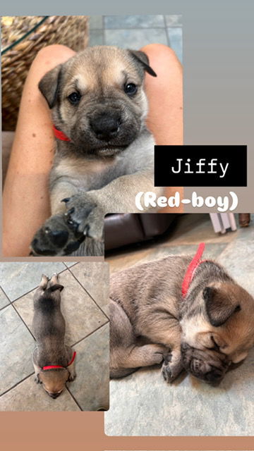Jiffy (Light Grey Collar), an adoptable Boerboel, American Bulldog in Chambersburg, PA, 17202 | Photo Image 1