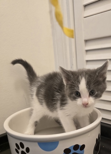 Lil Mister