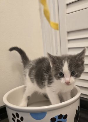 Lil Mister, Baby Male unknown