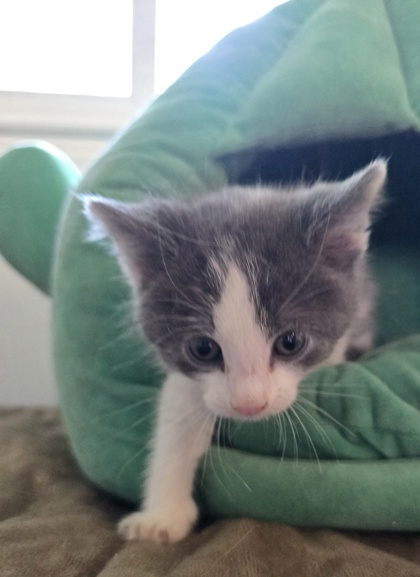 Lil Mister