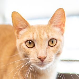 Gravy, Adult Male unknown