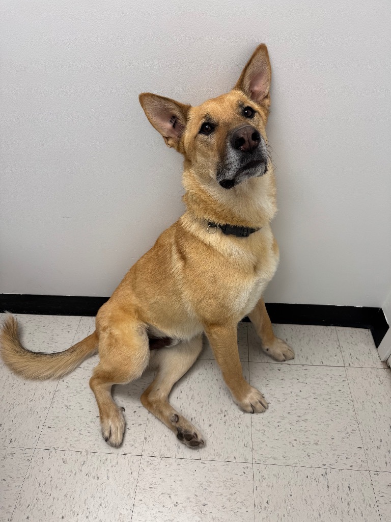 Timothee Paw-lamet, an adoptable German Shepherd Dog in Winnipeg, MB, R3H 0M1 | Photo Image 1