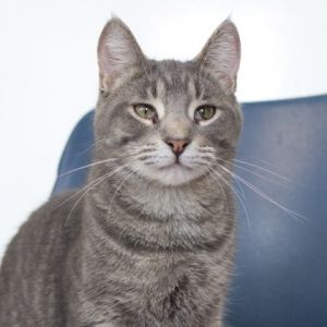 Arthur (bonded with Frank), Young Male unknown
