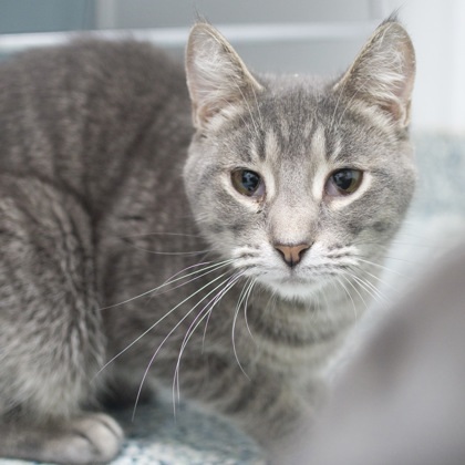 Arthur (bonded with Frank)