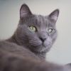 Frank (bonded with Arthur) photo 1