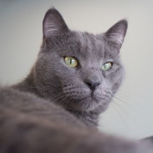 Frank (bonded with Arthur), Adult Male unknown