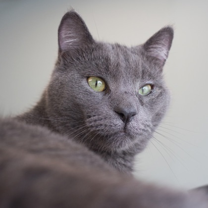 Frank (bonded with Arthur)