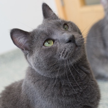 Frank (bonded with Arthur)