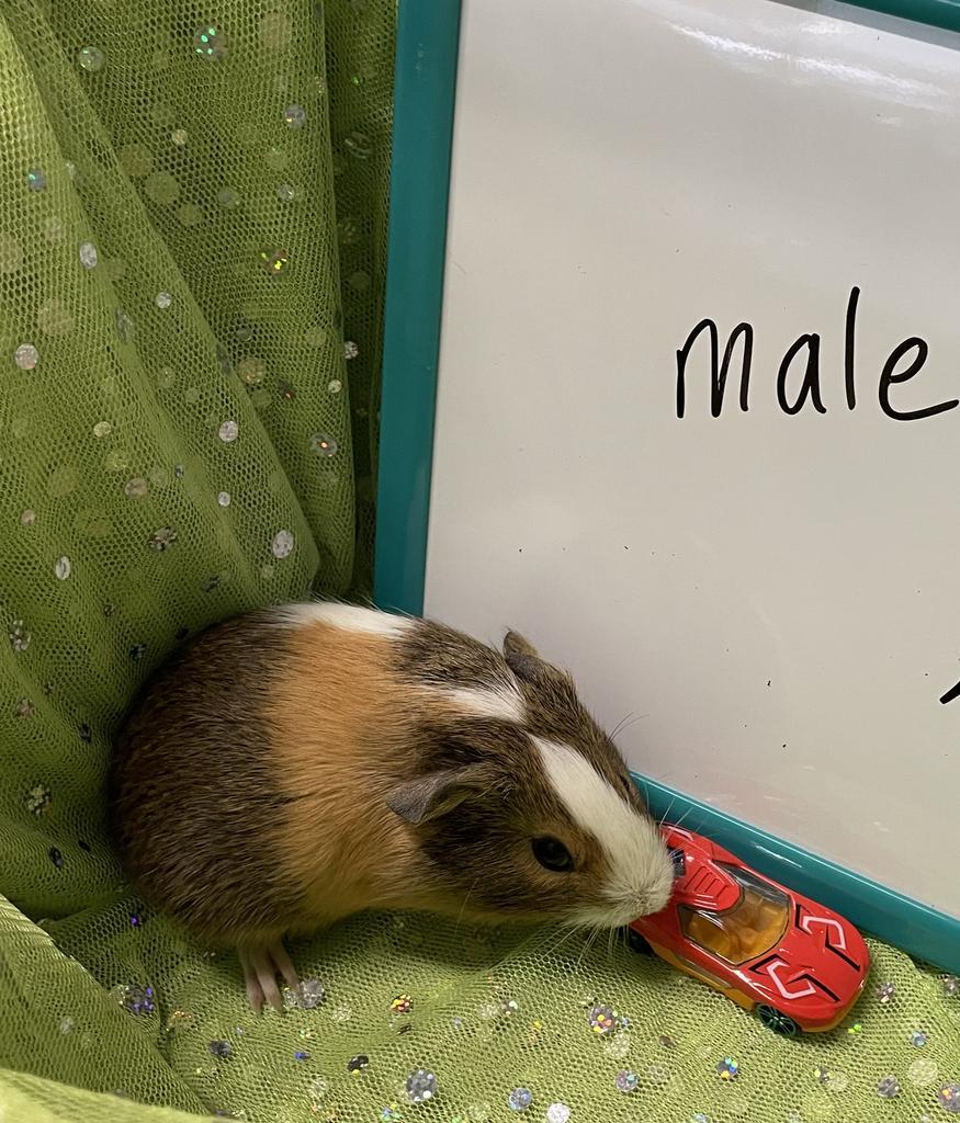 Ernie
