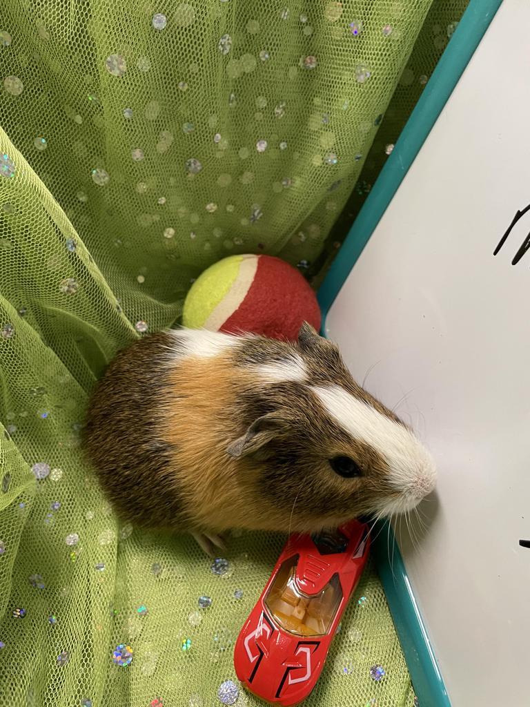 Ernie