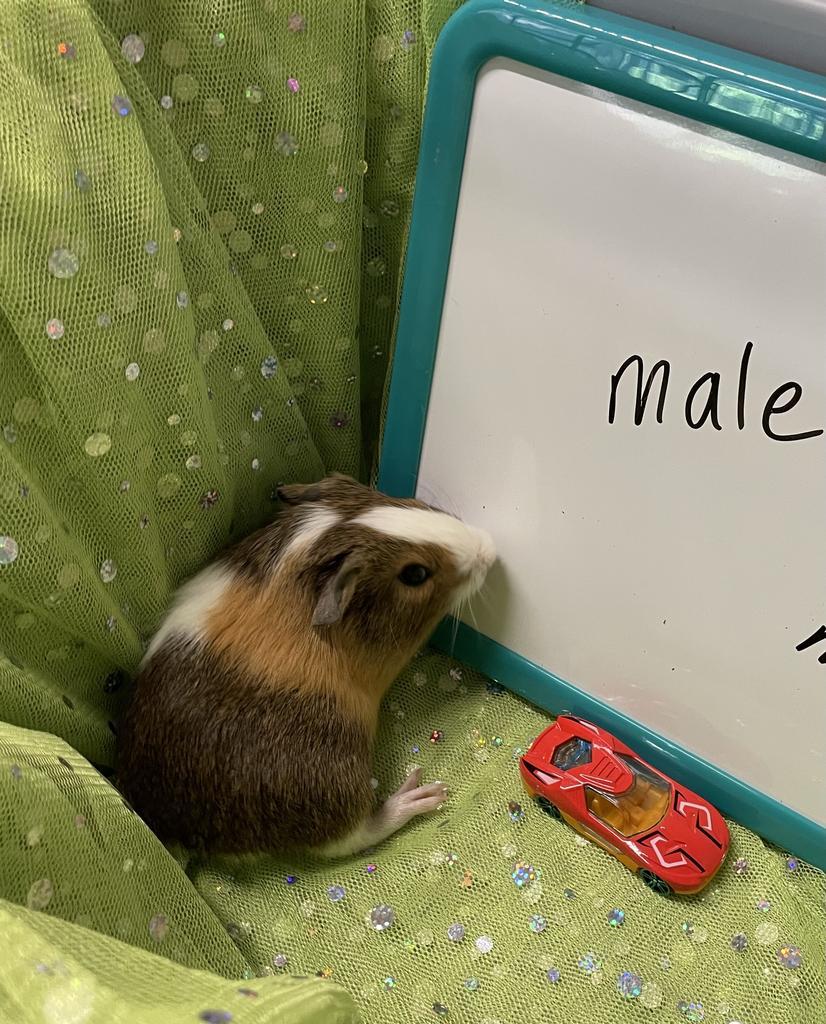 Ernie