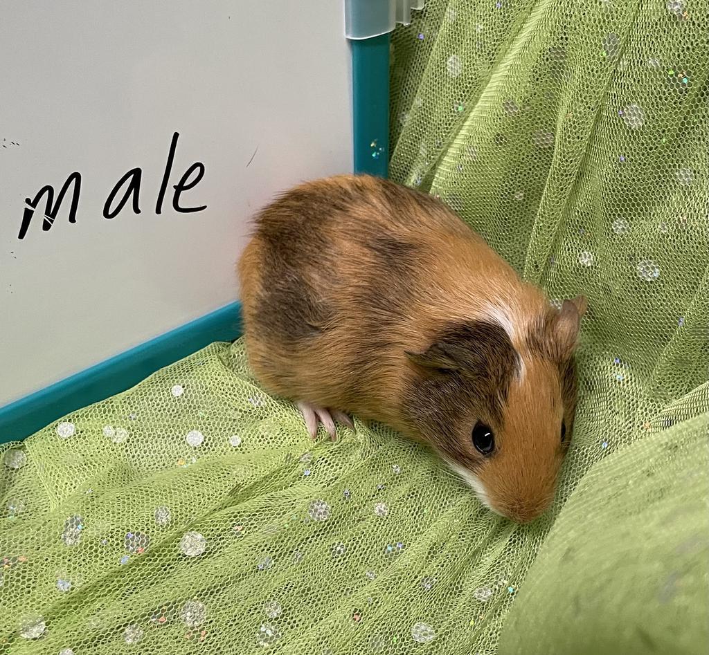 Elmer