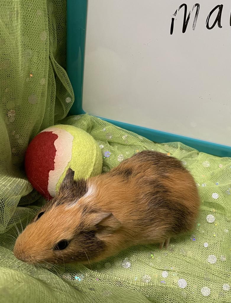 Elmer