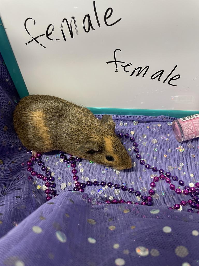 Estelle