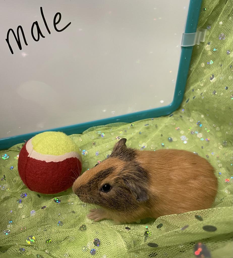 Edgar