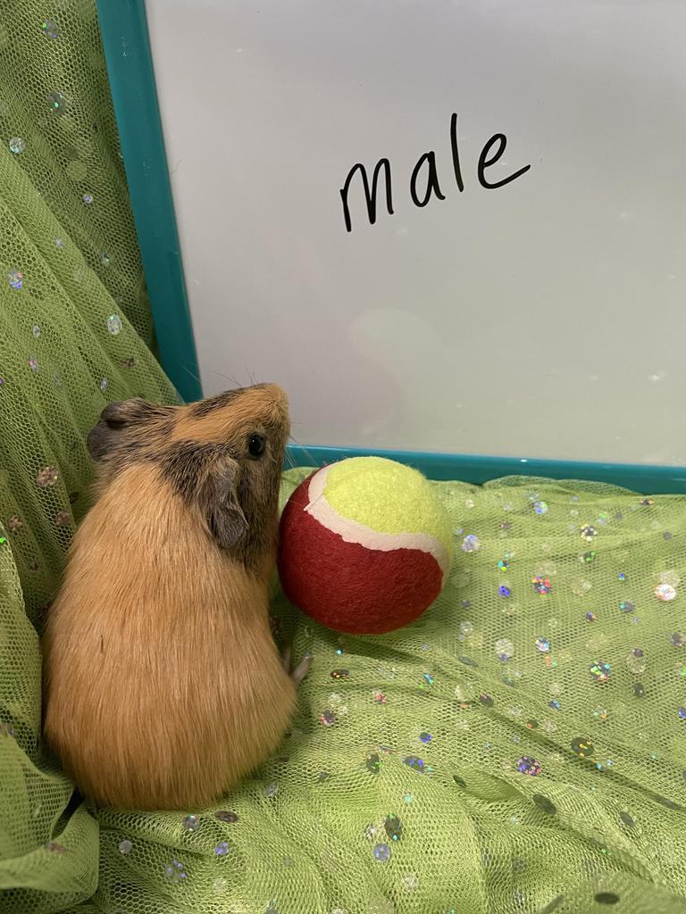 Edgar
