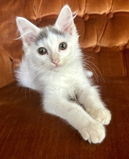 Oscar (pre adopt)