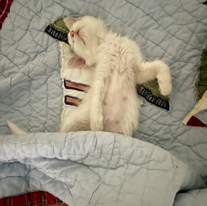 Oscar (pre adopt)