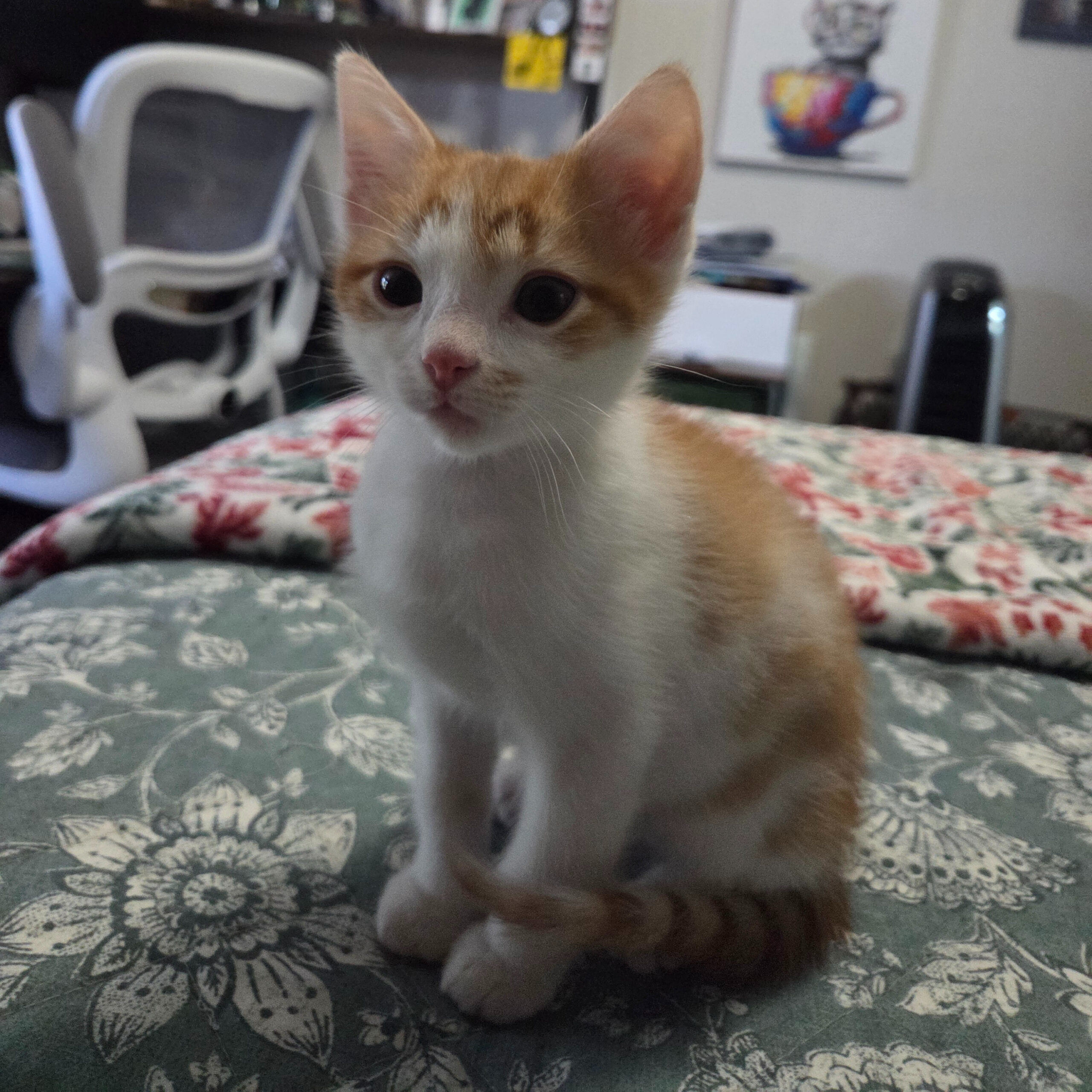 Poptart