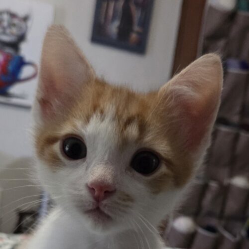 Poptart