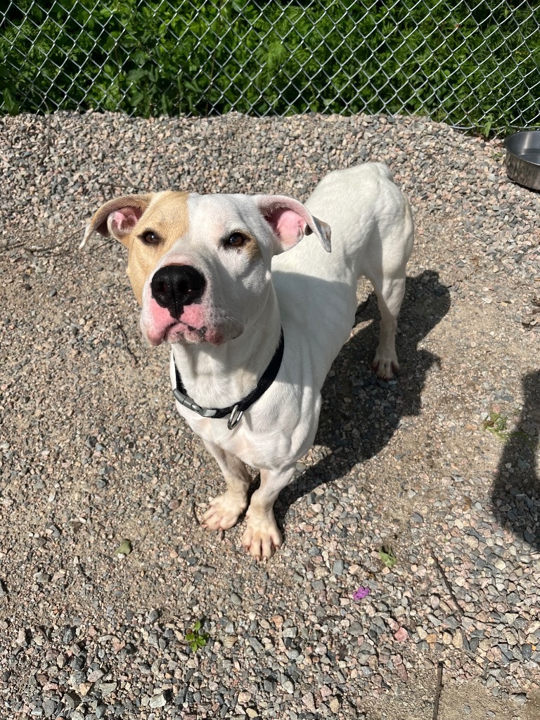 Bugsy, an adoptable Pit Bull Terrier, Mixed Breed in Virginia, MN, 55792 | Photo Image 1