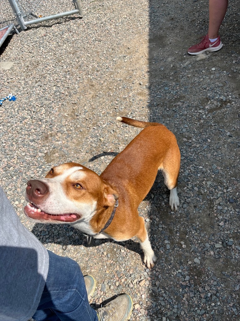 Leo, an adoptable Husky, Pit Bull Terrier in Virginia, MN, 55792 | Photo Image 1