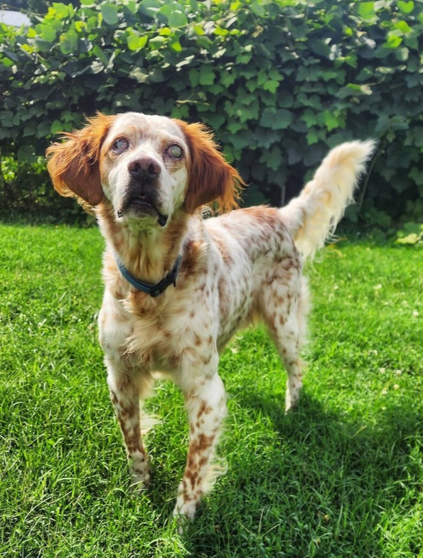 Jack, an adoptable English Setter, Setter in Middletown, CT, 06457 | Photo Image 1