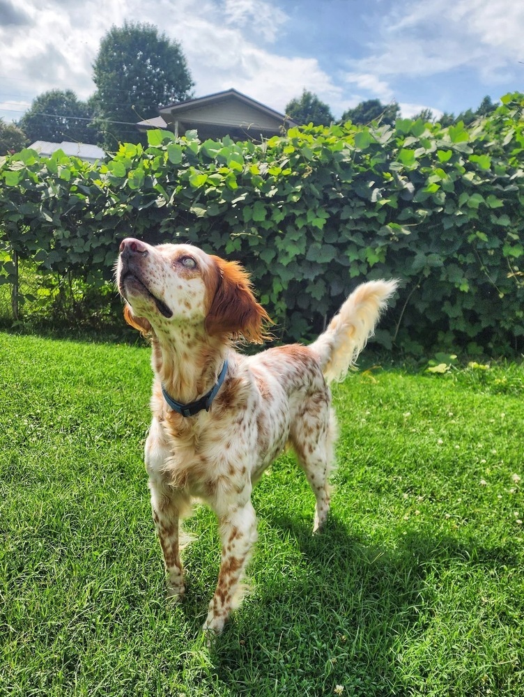 Jack, an adoptable English Setter, Setter in Middletown, CT, 06457 | Photo Image 2