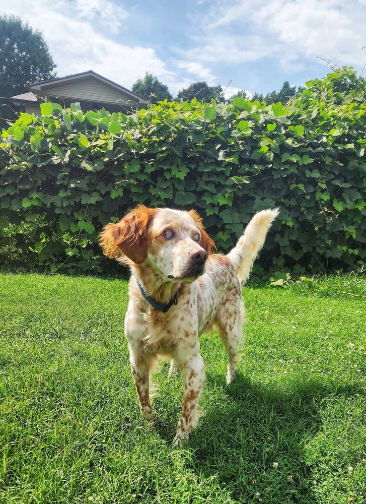 Jack, an adoptable English Setter, Setter in Middletown, CT, 06457 | Photo Image 3