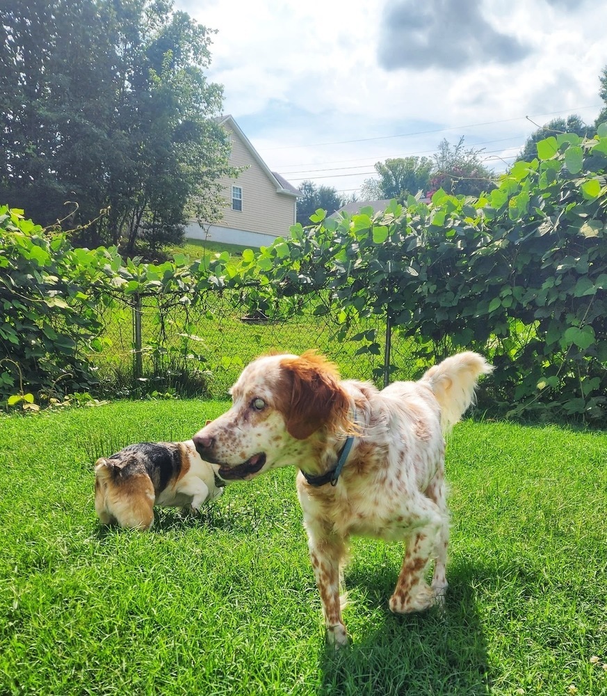 Jack, an adoptable English Setter, Setter in Middletown, CT, 06457 | Photo Image 4