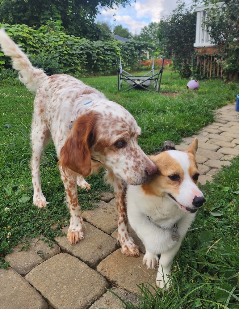 Jack, an adoptable English Setter, Setter in Middletown, CT, 06457 | Photo Image 5