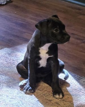 Binx, Baby Female unknown