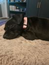 Binx photo 3
