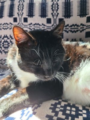 Jake, Adult Male unknown