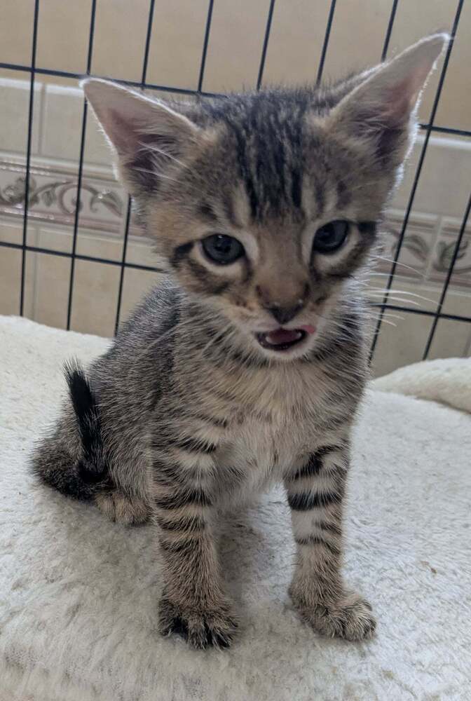 Felix