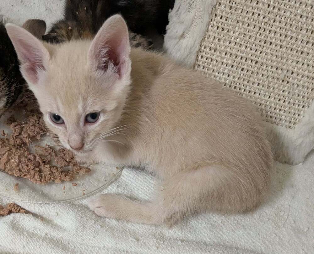 Fritz