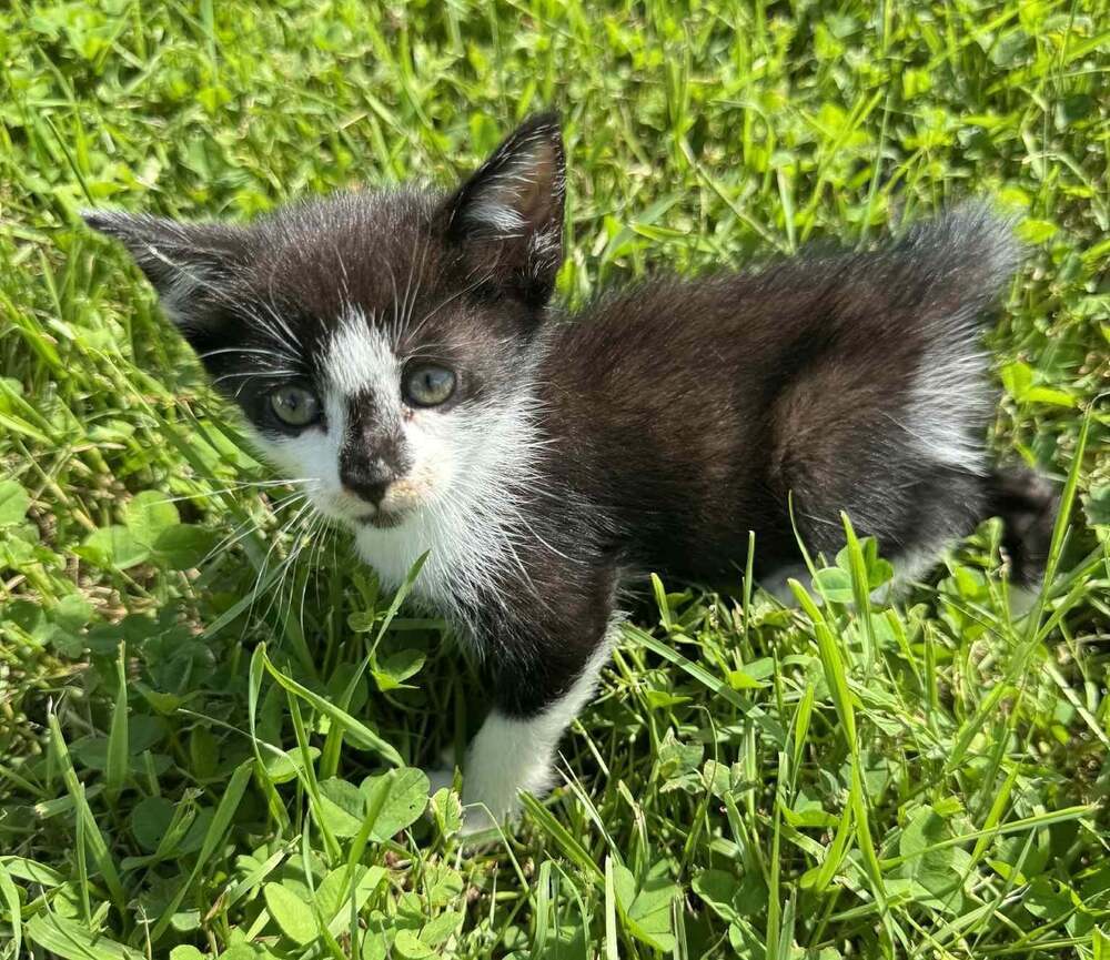 Enzo