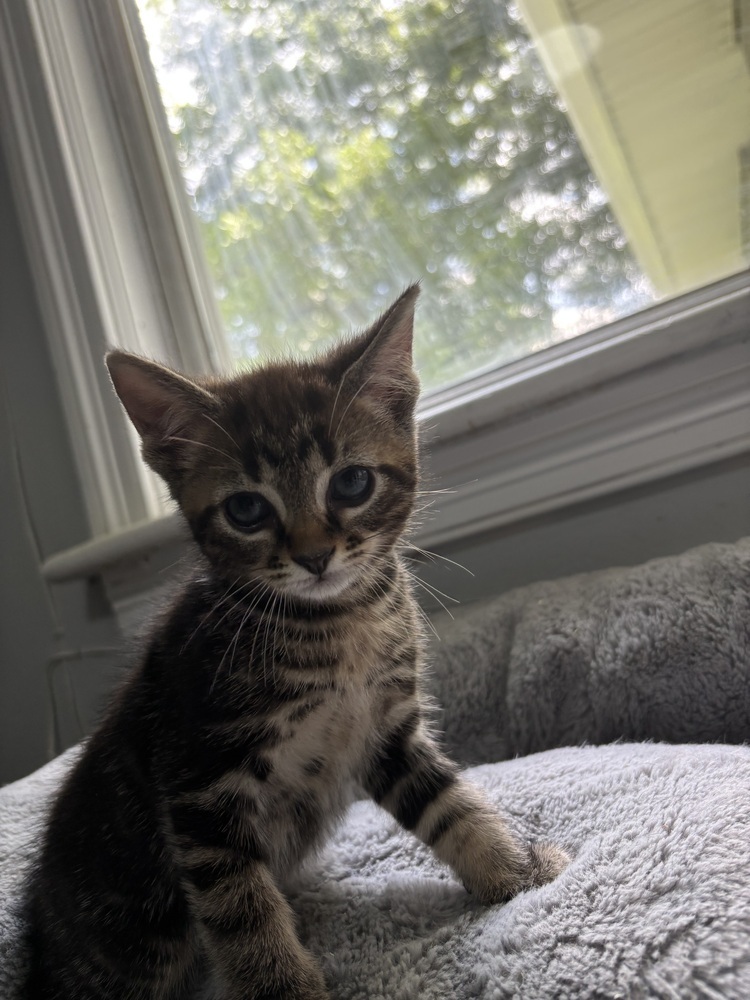 Osiris