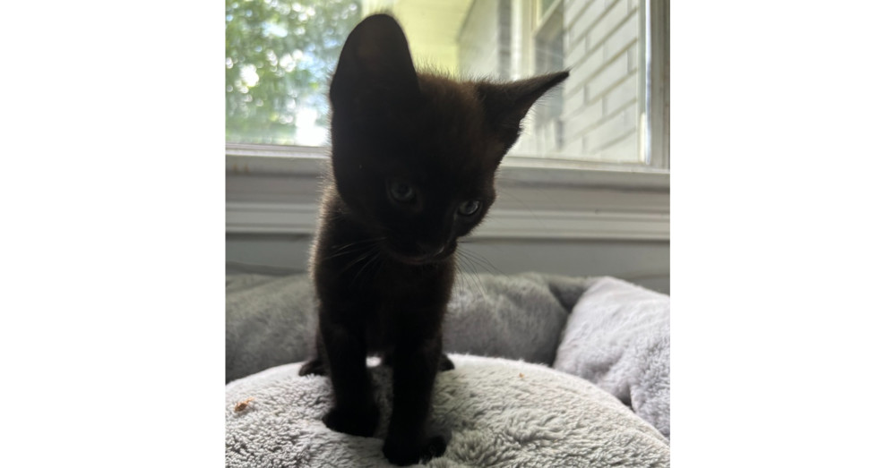 Ori