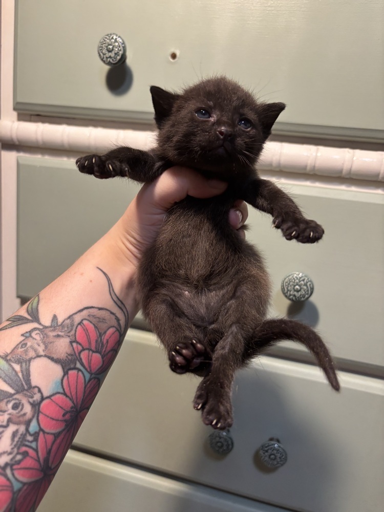 Ori