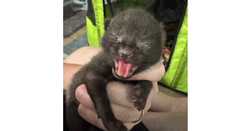 Ori